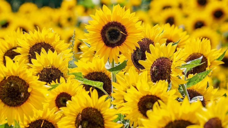 ¿Por qué se regalan flores amarillas cada 21 de septiembre? Entérate