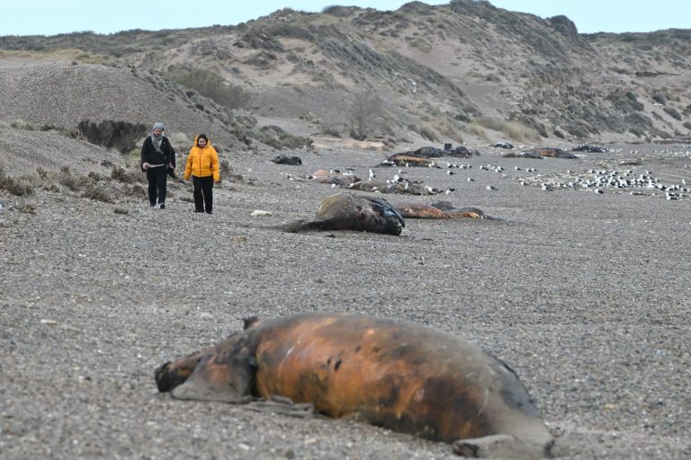 Preocupación en Puerto Madryn: investigan una inusual mortandad de crías de ballena franca austral