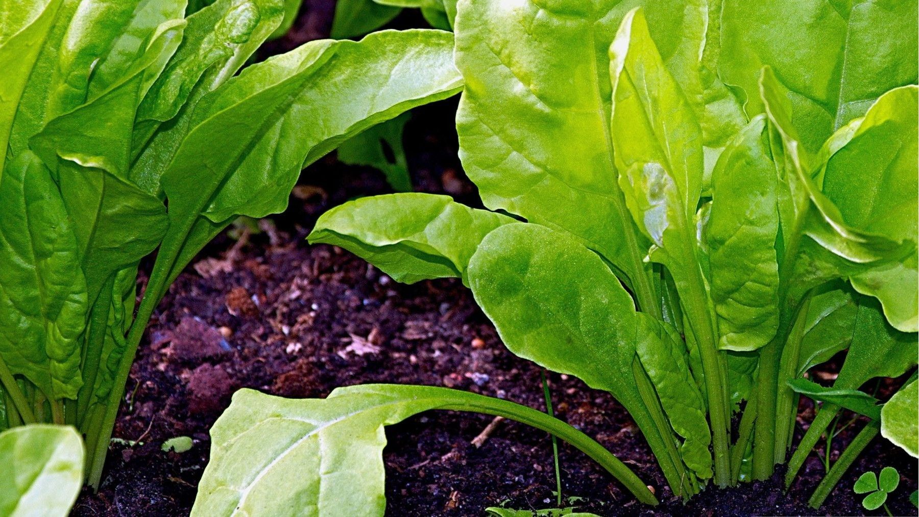 Producción ecológica: España lidera, pero tiene una deuda Producción ecológica: España lidera, pero tiene una deuda