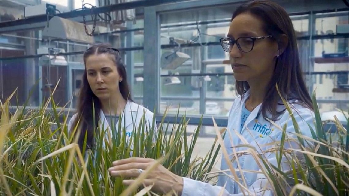 Renata Reinheimer: innovadora propuesta argentina revoluciona a la agricultura con una tecnología para cultivos perennes y OMPI 2026