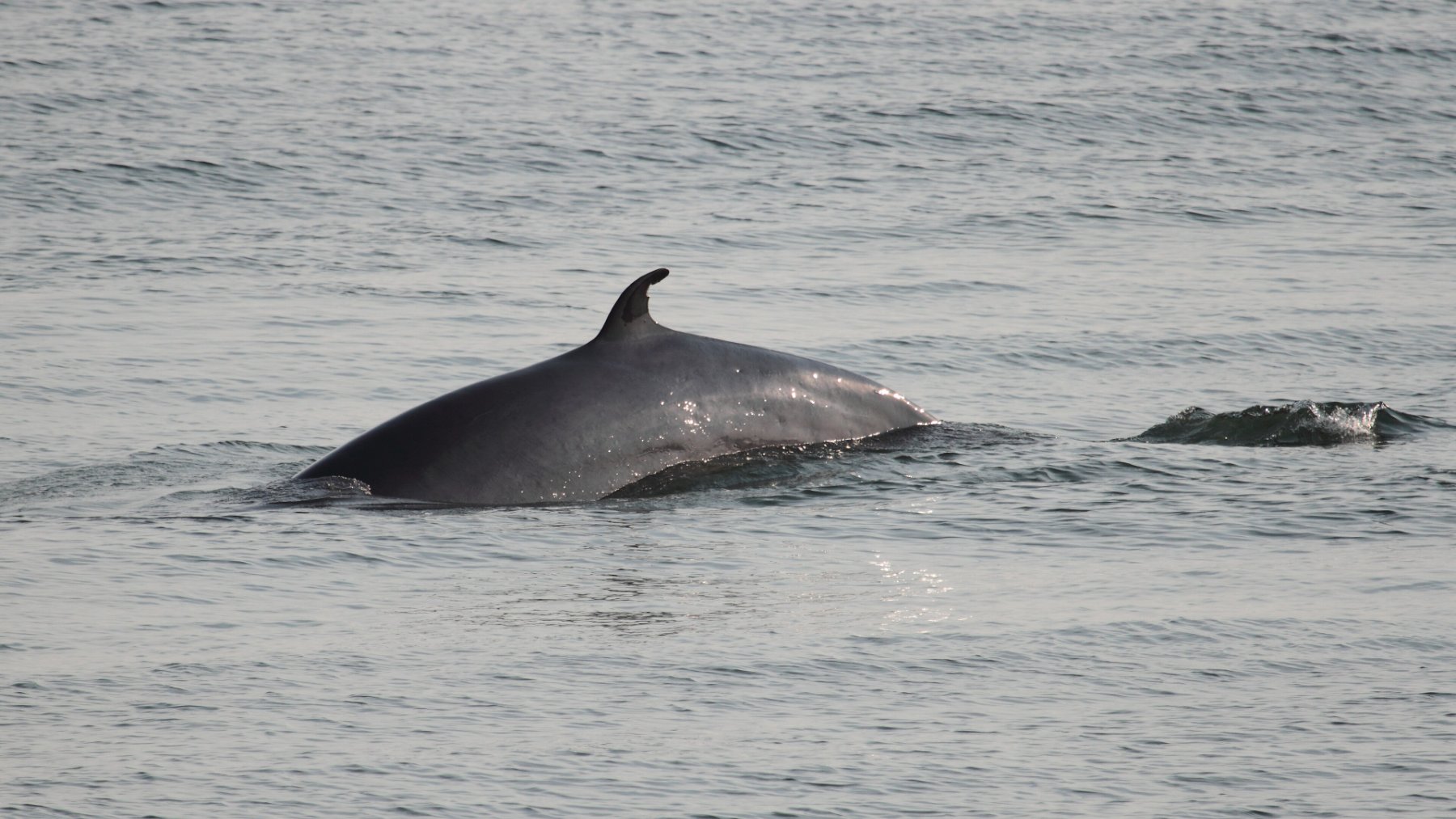 Rescate contrarreloj en Cape Cod: retiran la mayor parte de los aparejos a una ballena minke de 5,5 metros que los arrastró durante 64 kilómetros
