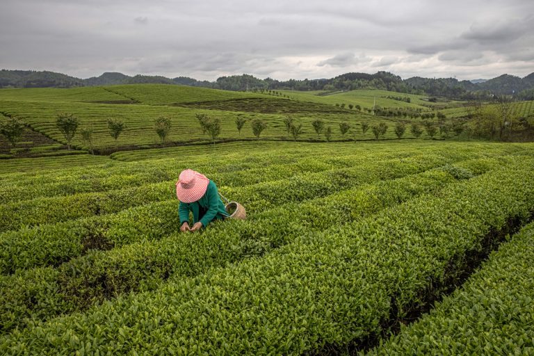 Revitalización rural: China y el desafío de pensar el campo
