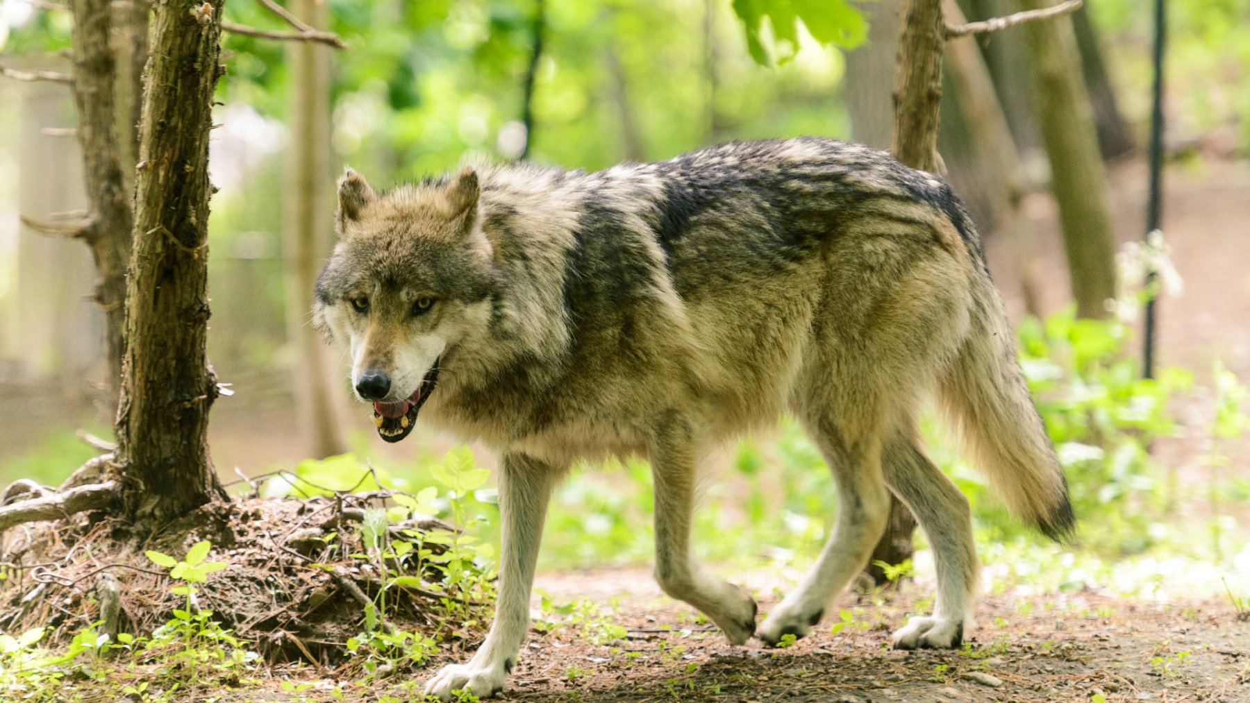 Sacaron semillas de arándano de cinco excrementos de lobo en Minnesota y germinaron al 96%: las recogidas del arbusto se quedaron en el 69% Sacaron semillas de arándano de cinco excrementos de lobo en Minnesota y germinaron al 96%: las recogidas del arbusto se quedaron en el 69%