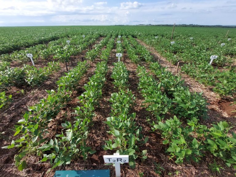 Siembra de soja avanza cerca del 60% en principales zonas productivas