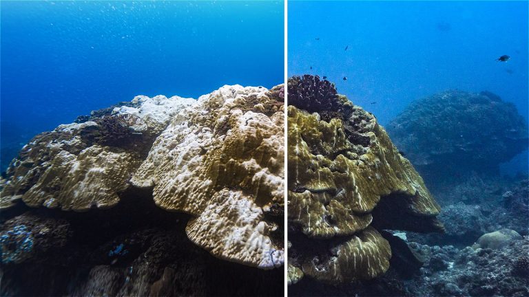 Superfície do oceano bate 100 dias de temperaturas recordes e acende novo alerta para crise climática