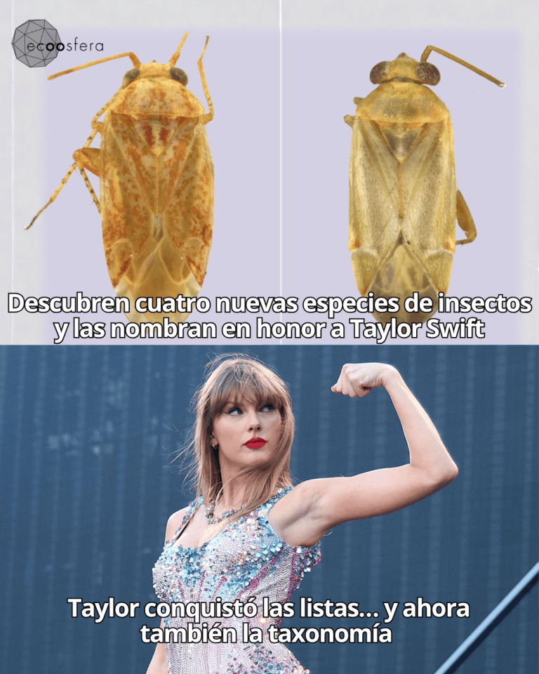 Taylor Swift tiene un género de insectos con su nombre y son todo