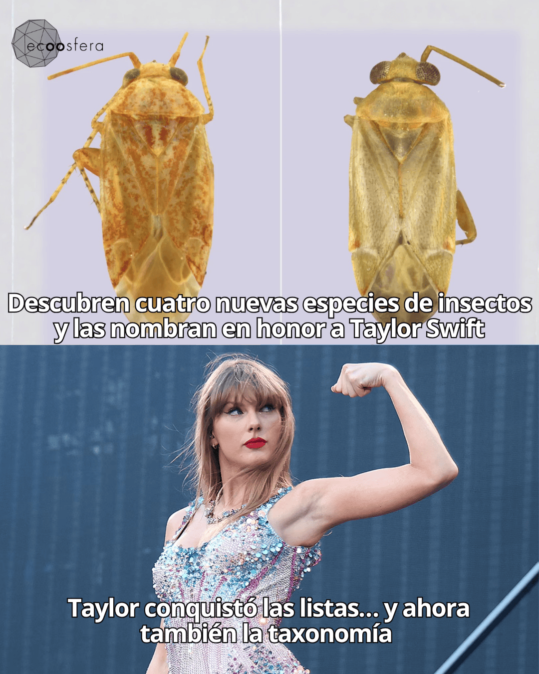 Taylor Swift tiene un género de insectos con su nombre y son todo Taylor Swift tiene un género de insectos con su nombre y son todo