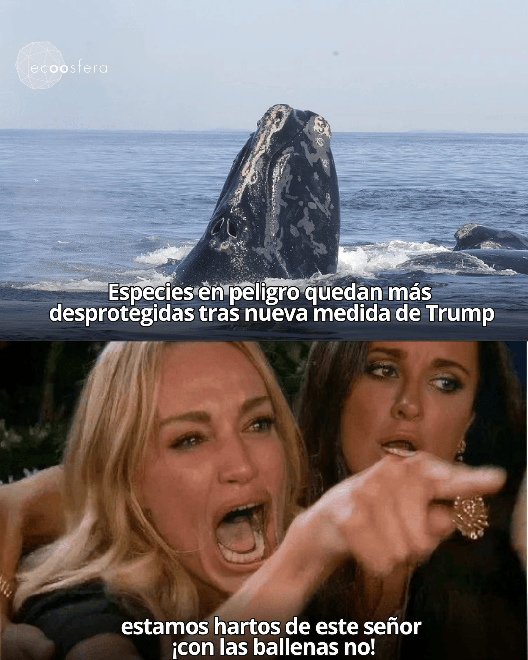Trump eliminó la protección que evitaba matar ballenas por accidente Trump eliminó la protección que evitaba matar ballenas por accidente