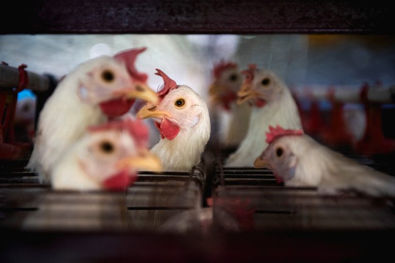UE conclui que produções de frango e mel do Brasil atendem requisitos para exportações
