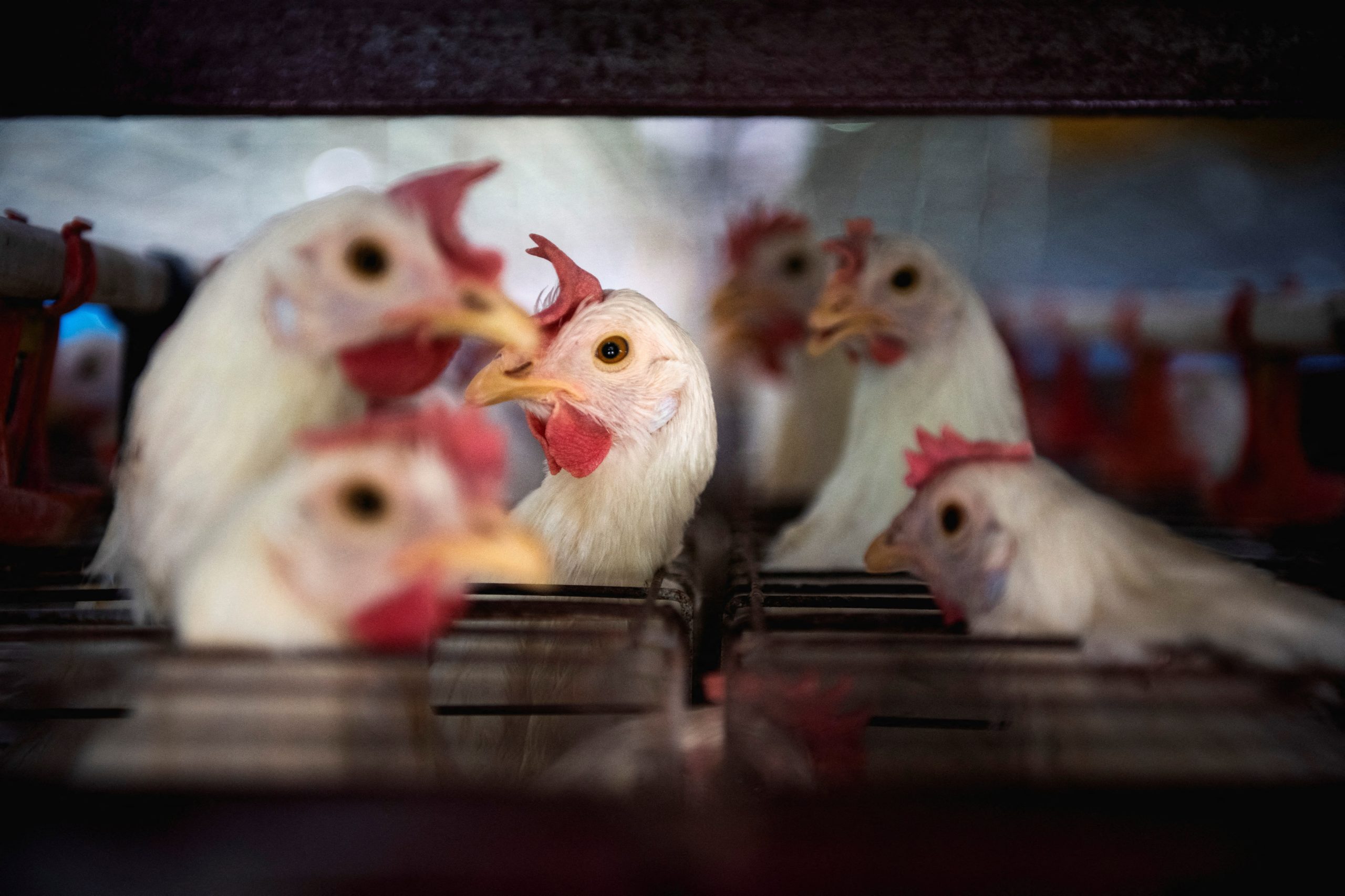 UE conclui que produções de frango e mel do Brasil atendem requisitos para exportações