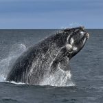 Un espectáculo natural que se repite cada primavera: más de 1.300 ballenas francas regresaron a las costas de Chubut