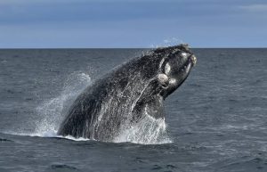 Un espectáculo natural que se repite cada primavera: más de 1.300 ballenas francas regresaron a las costas de Chubut
