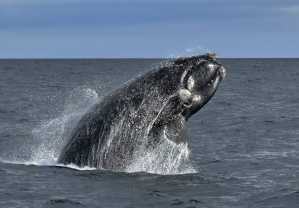 Un espectáculo natural que se repite cada primavera: más de 1.300 ballenas francas regresaron a las costas de Chubut