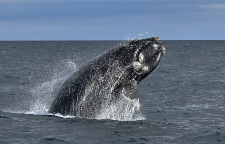 Un espectáculo natural que se repite cada primavera: más de 1.300 ballenas francas regresaron a las costas de Chubut