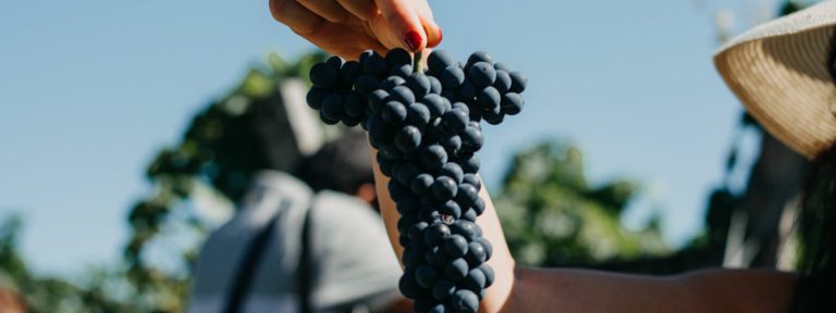 Un viñedo de Tannat en Concordia es el primero en Entre Ríos con certificación de orgánico