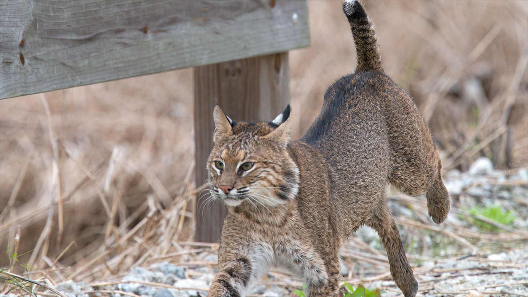 Una cámara trampa de Florida captó a un lince rojo atacando a una serpiente de cascabel diamantina, la mayor del mundo, en 38 fotos tomadas durante 96 minutos, y los científicos dicen que es muy raro ver a una cascabel adulta convertida en presa Una cámara trampa de Florida captó a un lince rojo atacando a una serpiente de cascabel diamantina, la mayor del mundo, en 38 fotos tomadas durante 96 minutos, y los científicos dicen que es muy raro ver a una cascabel adulta convertida en presa