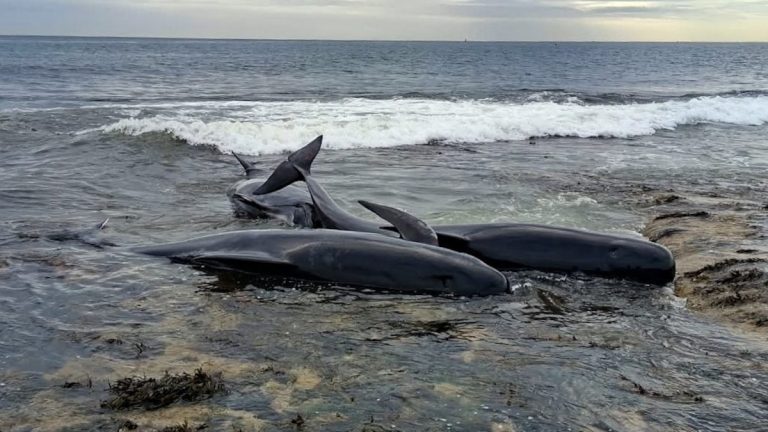 Varamiento de ballenas en Inglaterra deja seis cetáceos muertos y genera alarma científica