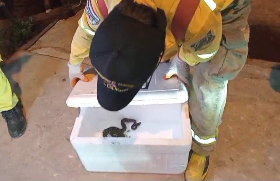 Video: una serpiente altamente venenosa causó susto en una lomitería de San Antonio