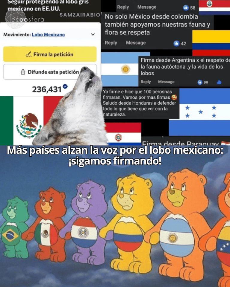 Washington tiene 90 días para decidir si el lobo mexicano sigue existiendo