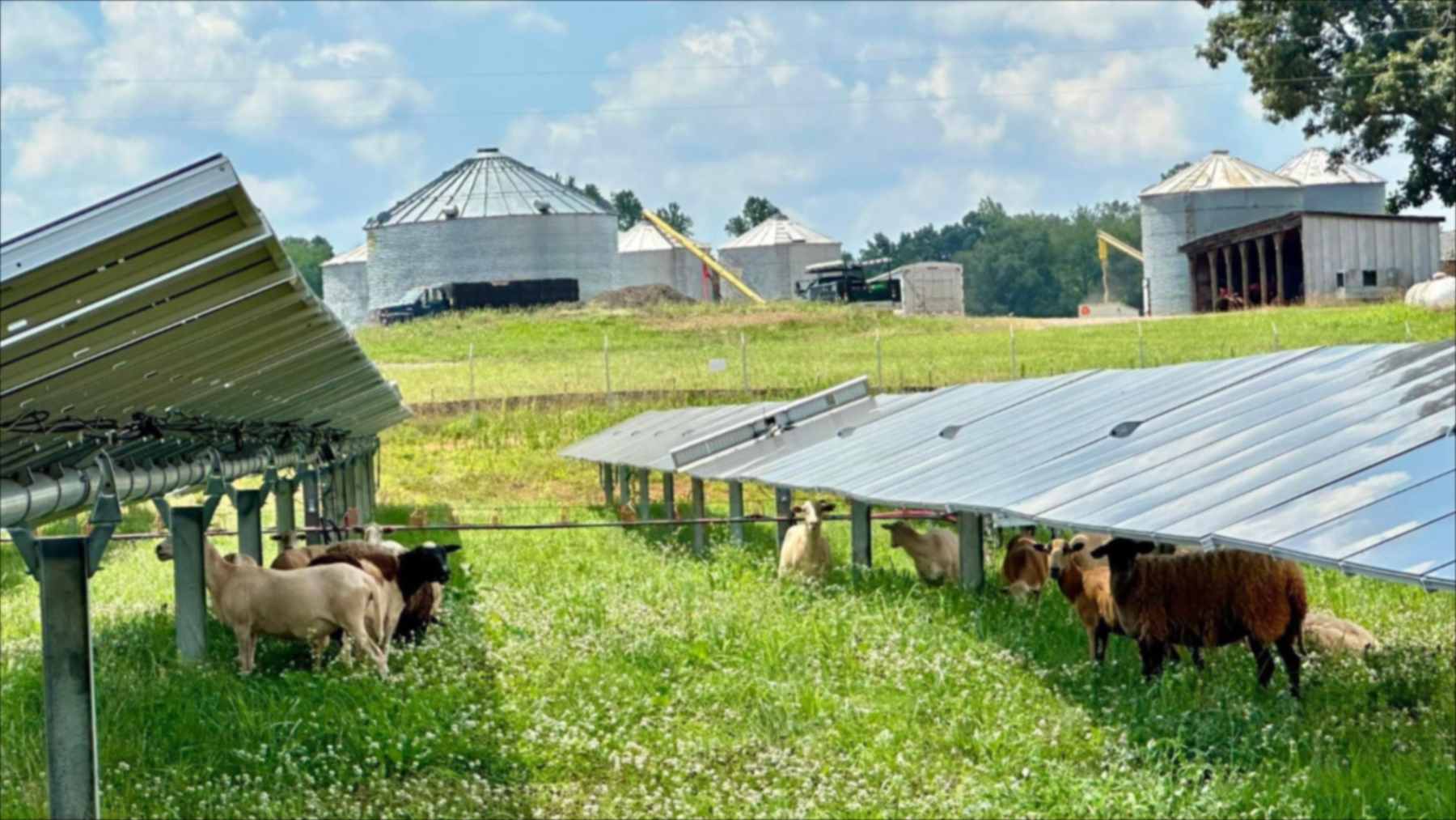 Mecánico de Tennessee deja su trabajo para pastorear a más 300 ovejas en 162 hectáreas de parques solares sostenibles Mecánico de Tennessee deja su trabajo para pastorear a más 300 ovejas en 162 hectáreas de parques solares sostenibles