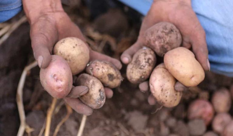 MinAgricultura y Fedepapa buscan reducir hasta 50 % los costos de producción de los paperos