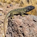 Perú — Descubrimiento en Arequipa: identifican una nueva especie y es la lagartija Liolaemus arequipensis a gran altitud