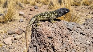Perú — Descubrimiento en Arequipa: identifican una nueva especie y es la lagartija Liolaemus arequipensis a gran altitud