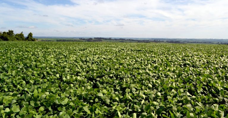 Precios agrícolas suben 13%, pero aumentan los costos de producción