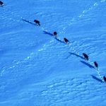 Recuperación de lobos en Isle Royale: PASÓ De 2 a 37 en 2026, pero abetos jóvenes crecen solo 2,7 cm al año en el ecosistema