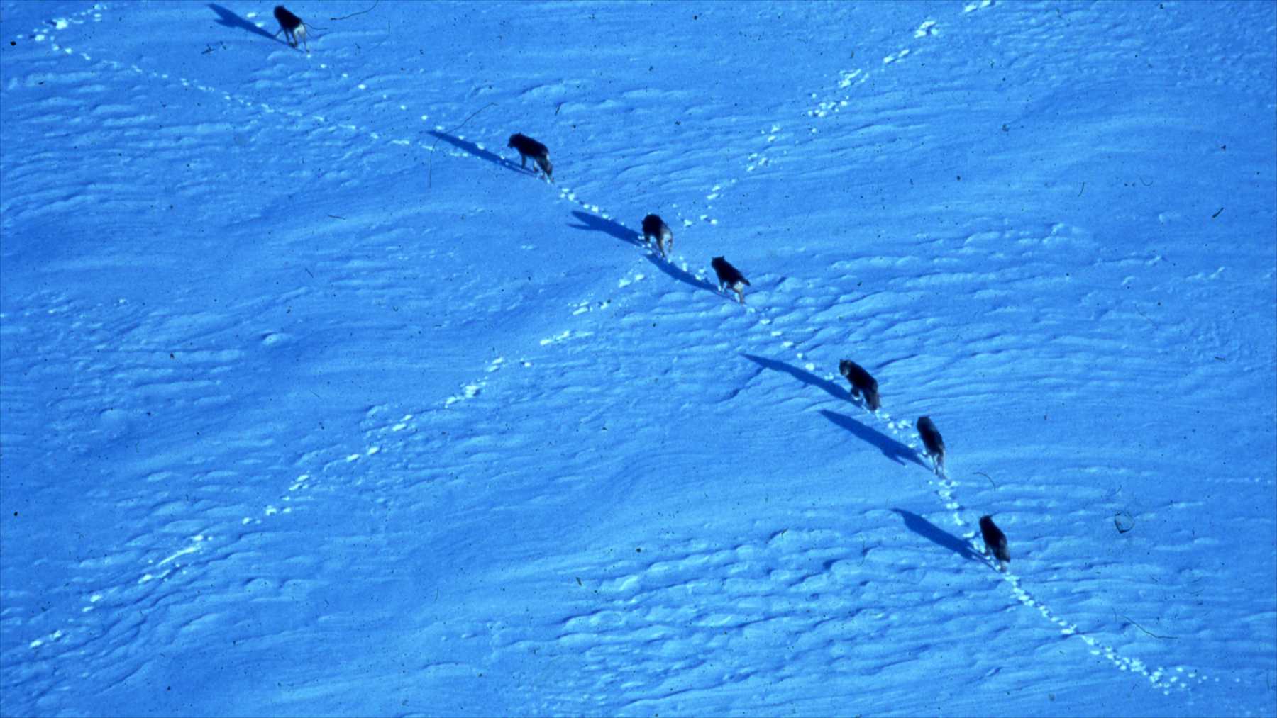 Recuperación de lobos en Isle Royale: PASÓ De 2 a 37 en 2026, pero abetos jóvenes crecen solo 2,7 cm al año en el ecosistema Recuperación de lobos en Isle Royale: PASÓ De 2 a 37 en 2026, pero abetos jóvenes crecen solo 2,7 cm al año en el ecosistema
