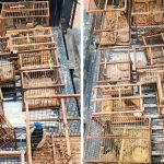 Rescatan 12 aves protegidas en Mendoza tras una denuncia anónima, y suman 80 ejemplares liberados en menos de una semana