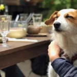 Turismo y mascotas: Entre Ríos se declara oficialmente como la primera provincia pet friendly de Argentina